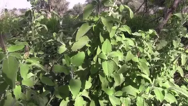 Bilinçli tarımla üretilen tıbbi ve aromatik bitkiler çiftçiye gelir sağlayacak Bilinçli tarımla üretilen tıbbi ve aromatik bitkiler çiftçiye gelir sağlayacak