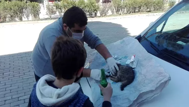 Ordu'da yüksekten düşen kedi, ilk yardıma rağmen telef oldu Ordu'da yüksekten düşen kedi, ilk yardıma rağmen telef oldu