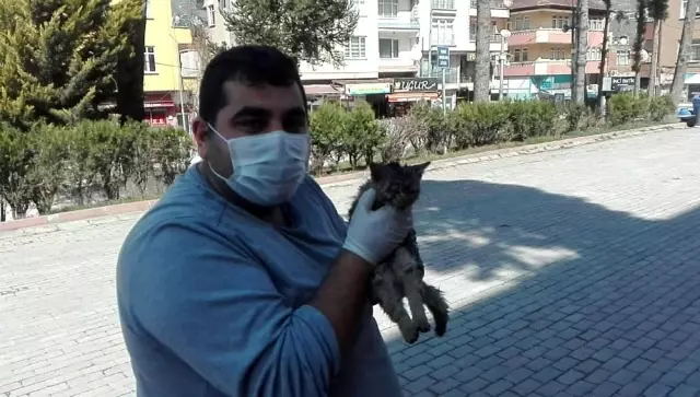 Ordu'da yüksekten düşen kedi, ilk yardıma rağmen telef oldu Ordu'da yüksekten düşen kedi, ilk yardıma rağmen telef oldu