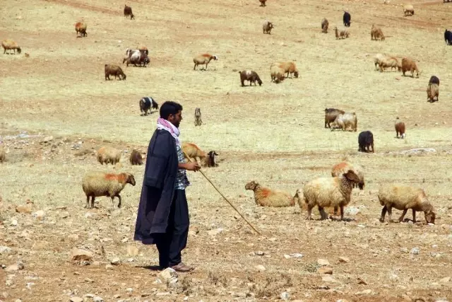Valilik'ten yayla ve mera kullanımı genelgesi Valilik'ten yayla ve mera kullanımı genelgesi
