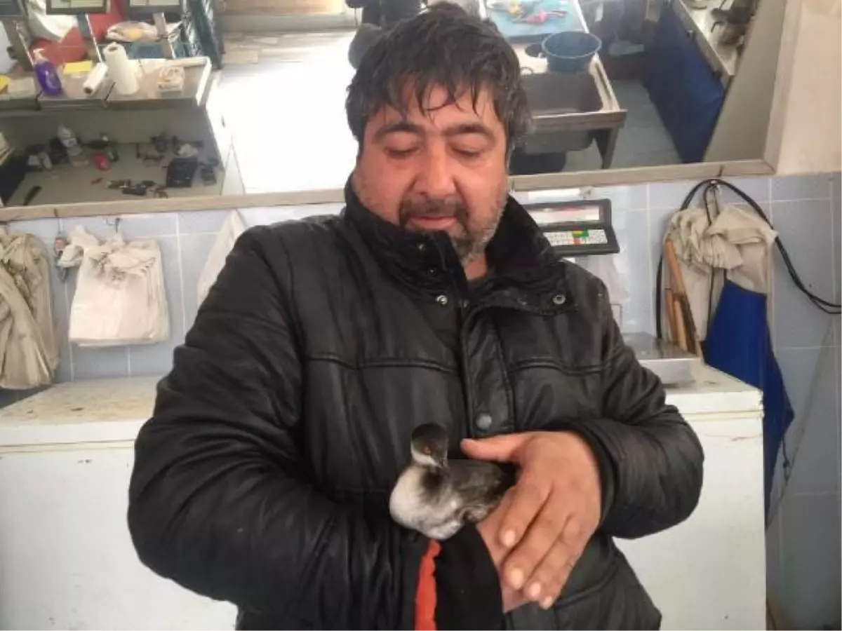 Bitkin bulduğu karabatağı leğende yüzdürdü