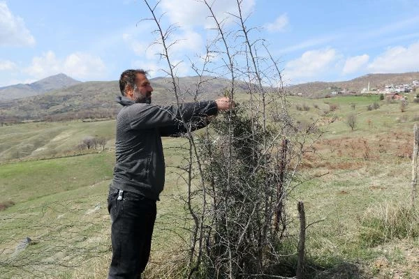 Diyarbakır'ın köyünde 'Yeşil Bursa' gibi olmak için 1000 fidan dikildi