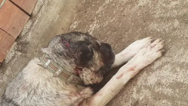 Kendisine saldıran köpeği baltayla yaraladı Kendisine saldıran köpeği baltayla yaraladı