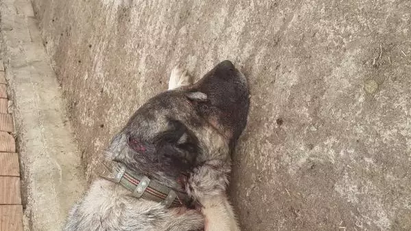 Kendisine saldıran köpeği baltayla yaraladı Kendisine saldıran köpeği baltayla yaraladı