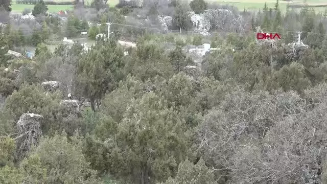 KONYA Leylekler Vadisi'nin konukları geldi KONYA Leylekler Vadisi'nin konukları geldi