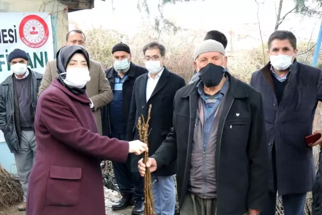 Kovancılar'da 5 bin 500 meyve fidanı dağıtıldı Kovancılar'da 5 bin 500 meyve fidanı dağıtıldı