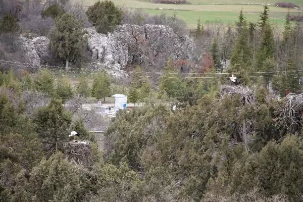 KONYA Leylekler Vadisi'nin konukları geldi KONYA Leylekler Vadisi'nin konukları geldi