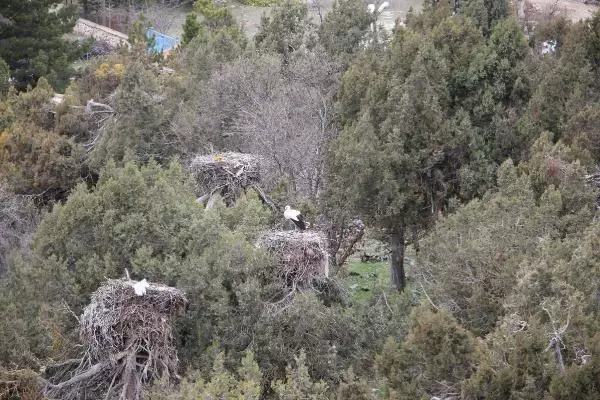 KONYA Leylekler Vadisi'nin konukları geldi KONYA Leylekler Vadisi'nin konukları geldi