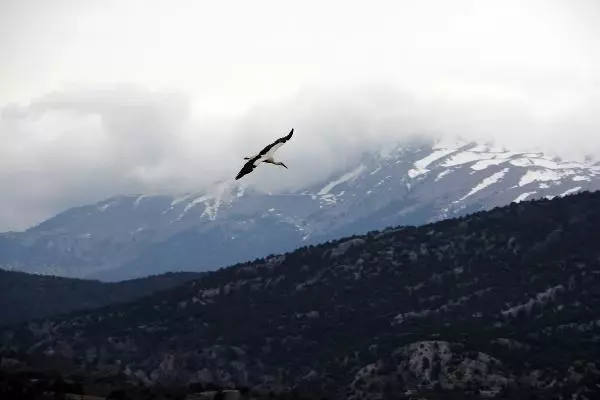 KONYA Leylekler Vadisi'nin konukları geldi KONYA Leylekler Vadisi'nin konukları geldi