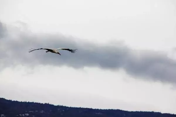KONYA Leylekler Vadisi'nin konukları geldi KONYA Leylekler Vadisi'nin konukları geldi