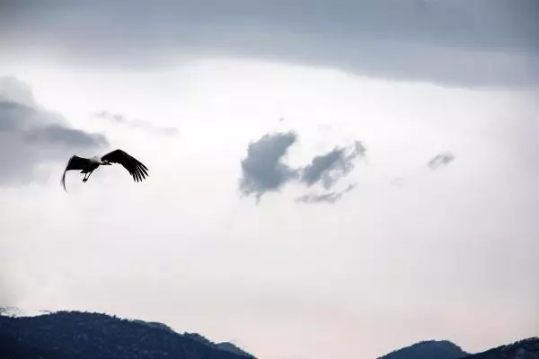 KONYA Leylekler Vadisi'nin konukları geldi KONYA Leylekler Vadisi'nin konukları geldi