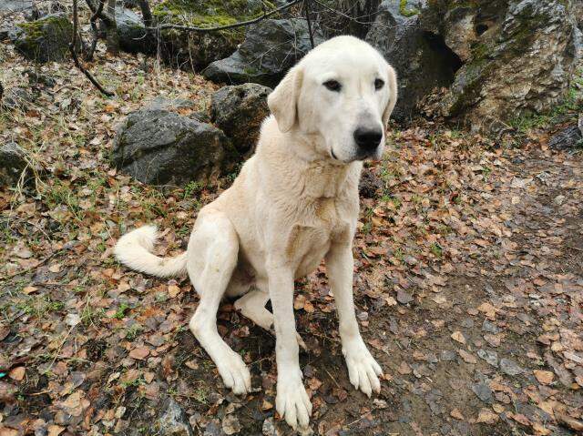 Munzur Çayı'na düşen köpeği kurtarmak için buz gibi suya girdi