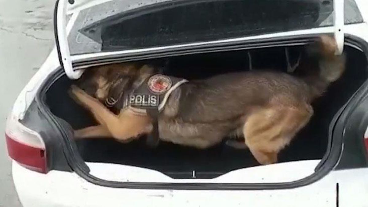 Zehir tacirleri, narkotik köpeğinin koku almaması için uyuşturucu sakladıkları bölgeye benzin dökmüş
