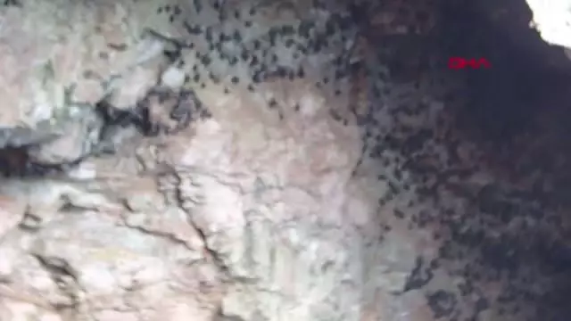 ANTALYA Doğa Koruma, falezlere ışıklandırmanın iptalini istedi ANTALYA Doğa Koruma, falezlere ışıklandırmanın iptalini istedi