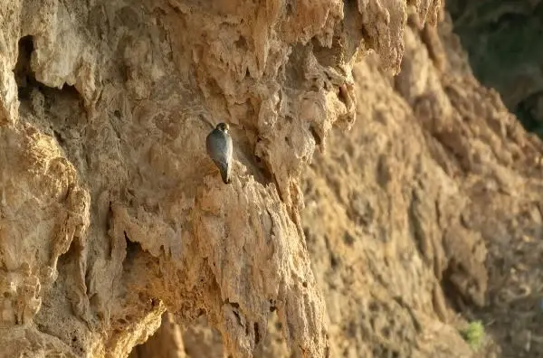 ANTALYA Doğa Koruma, falezlere ışıklandırmanın iptalini istedi ANTALYA Doğa Koruma, falezlere ışıklandırmanın iptalini istedi