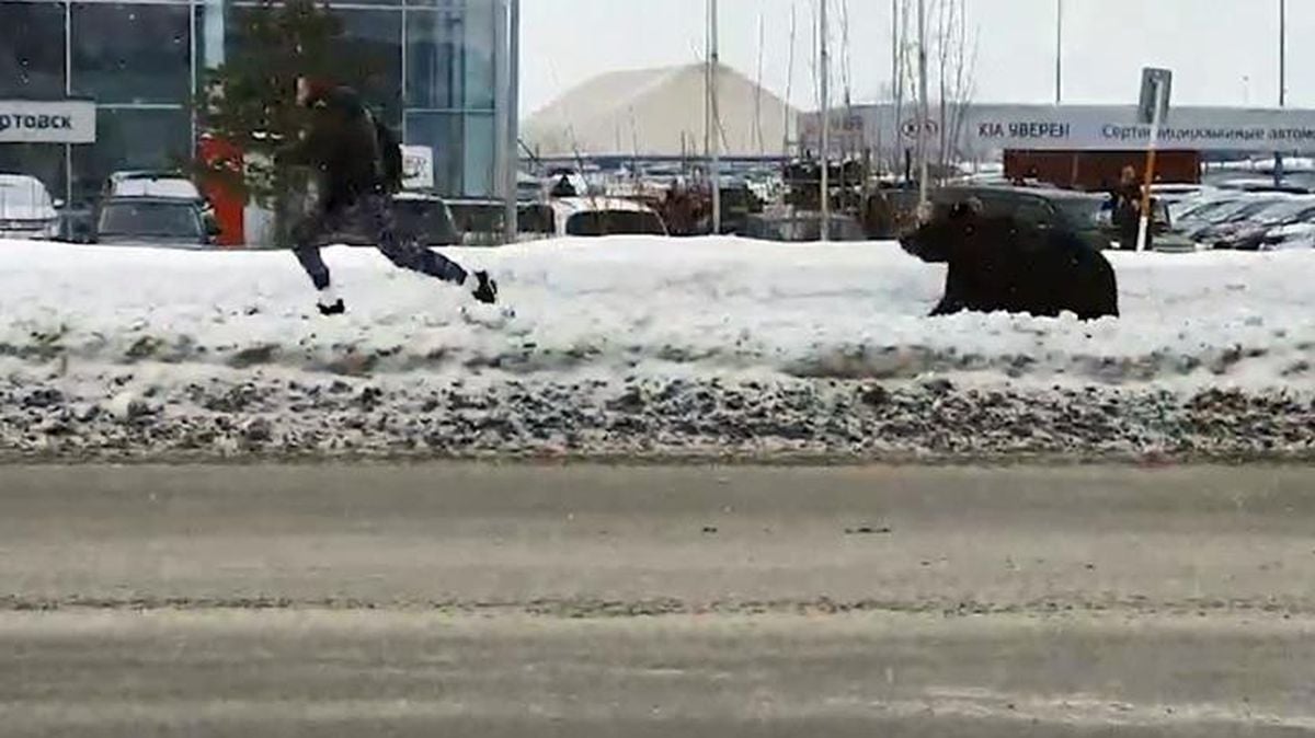Kafesten kaçan ayı vatandaşların kabusu oldu! O anlar kamerada