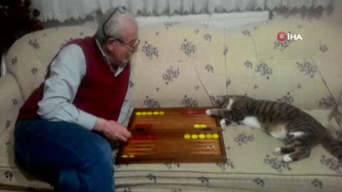 Sahibiyle tavla oynayan kedi, sosyal medyanın ilgi odağı oldu