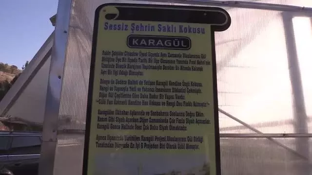 ŞANLIURFA - Halfeti'nin endemik bitkisi 'karagül' tescillendi ŞANLIURFA - Halfeti'nin endemik bitkisi 'karagül' tescillendi