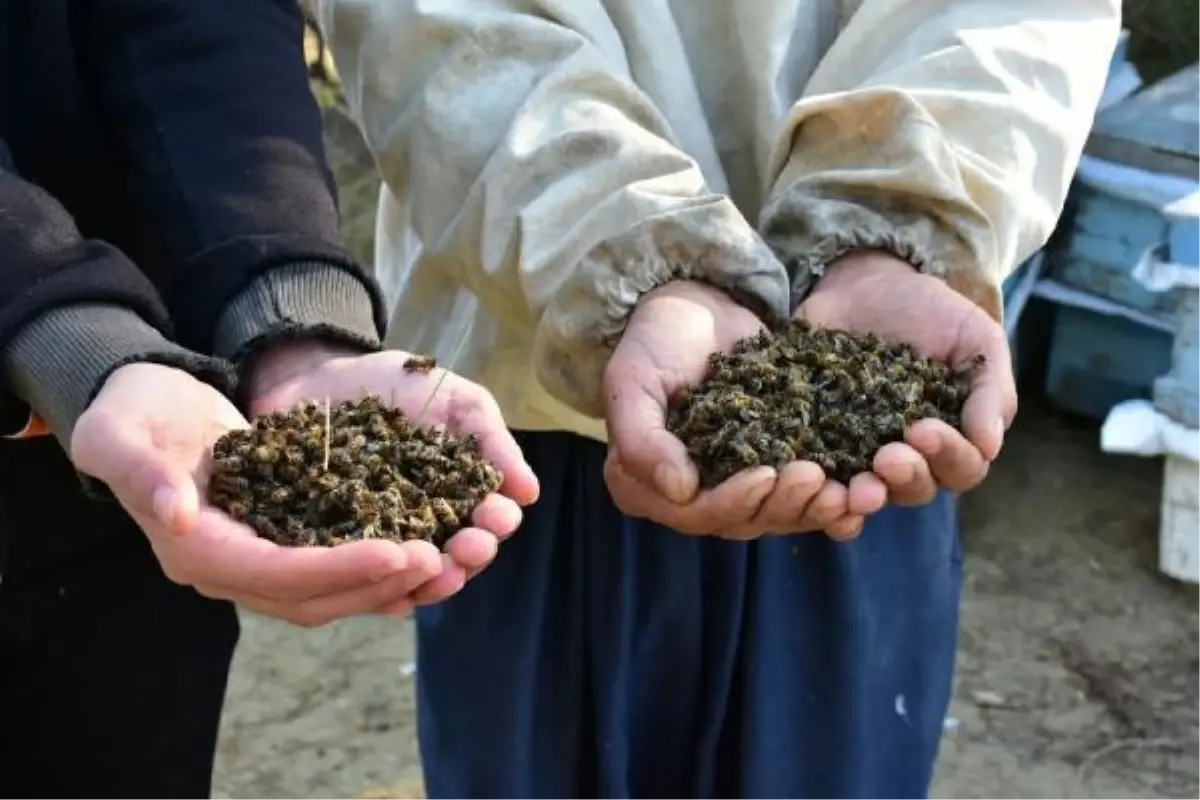 Telef olan binlerce arısını kazdığı mezara gömüp başında dua etti