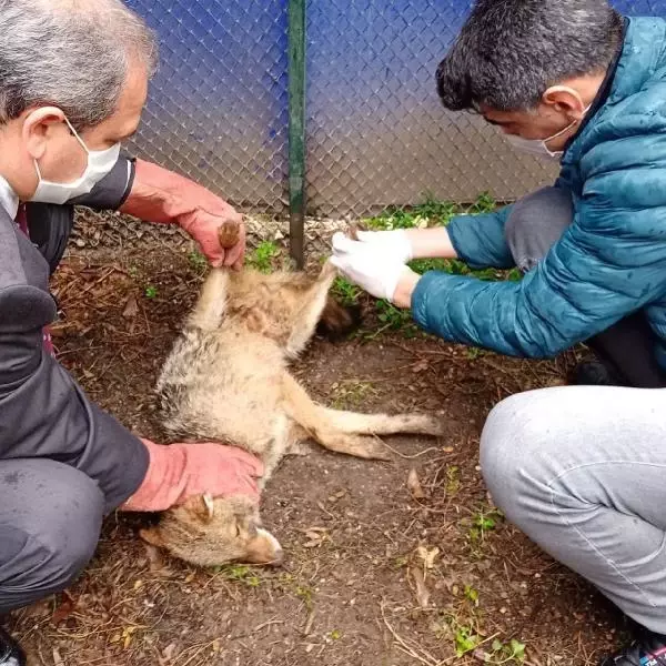 Yaralı bulunan çakal, tedaviye alındı Yaralı bulunan çakal, tedaviye alındı
