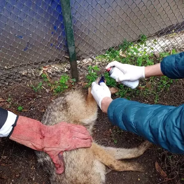 Yaralı bulunan çakal, tedaviye alındı Yaralı bulunan çakal, tedaviye alındı