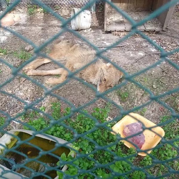 Yaralı bulunan çakal, tedaviye alındı Yaralı bulunan çakal, tedaviye alındı