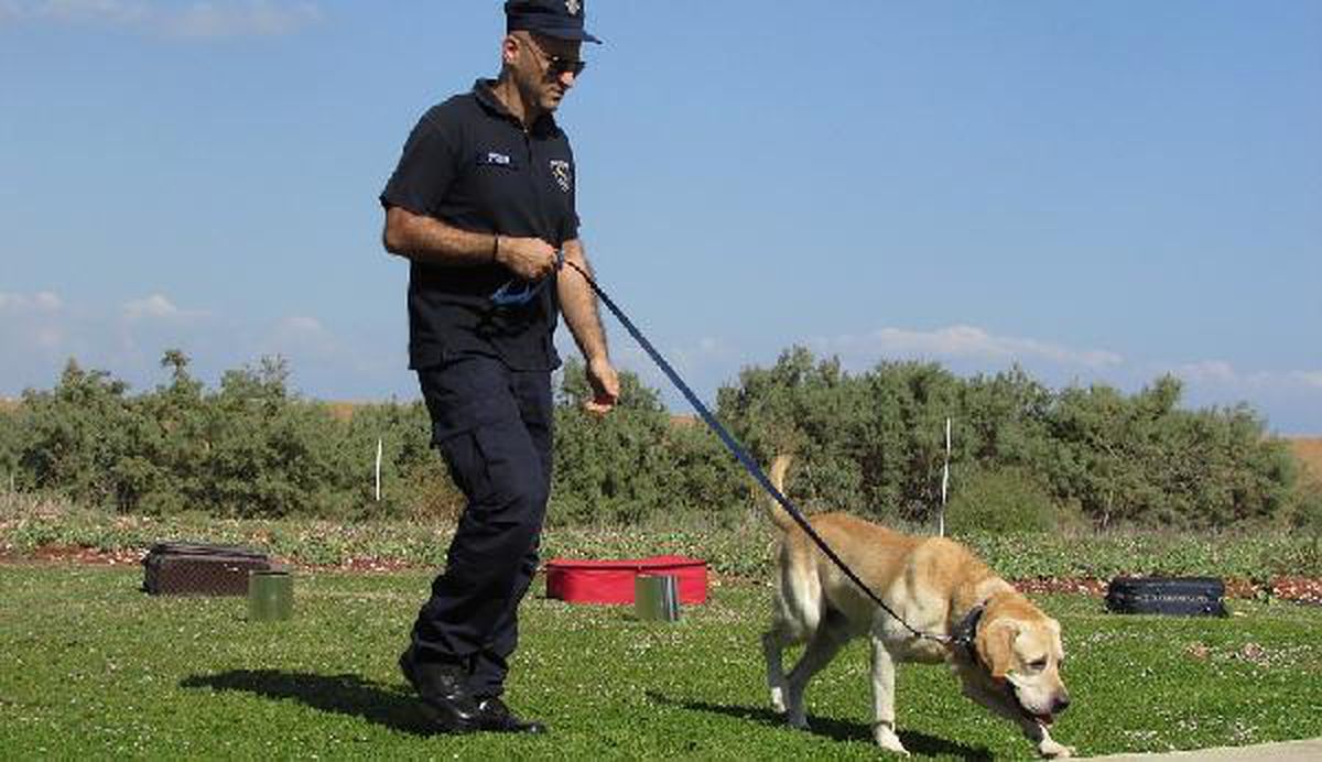 ABD'deki Nascar yarışında köpekler Kovid-19 taraması yapacak