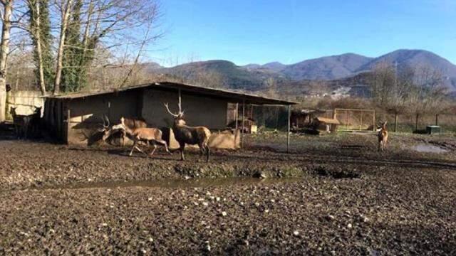 Hayvanat bahçesinden tüfekle öldürdükleri geyiği çalan iki kişi tutuklandı