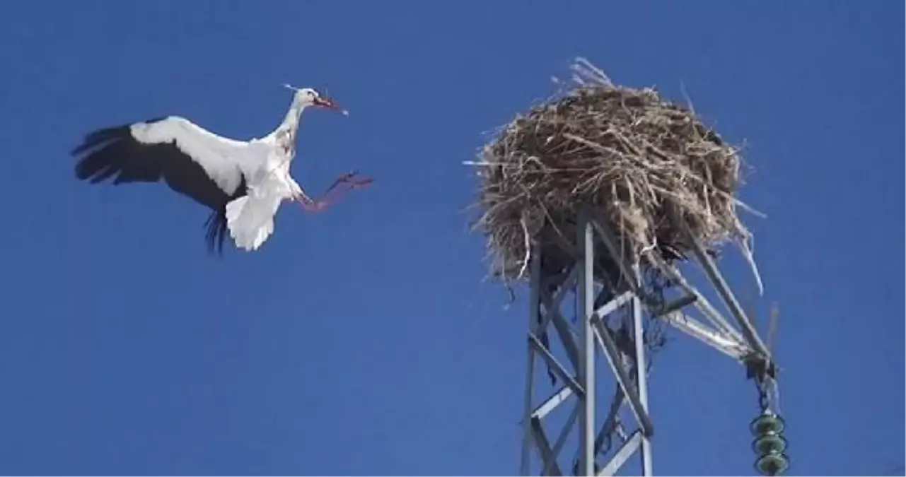 KARS'A DÖNEN LEYLEKLER, YUVALARINI YENİLİYOR