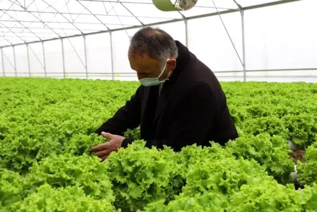 Ordu'da kışlık sebzeler yüz güldürdü Ordu'da kışlık sebzeler yüz güldürdü