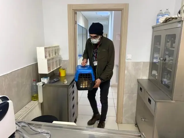 Şiddete maruz kalan sokak kedisi koruma altına alındı Şiddete maruz kalan sokak kedisi koruma altına alındı
