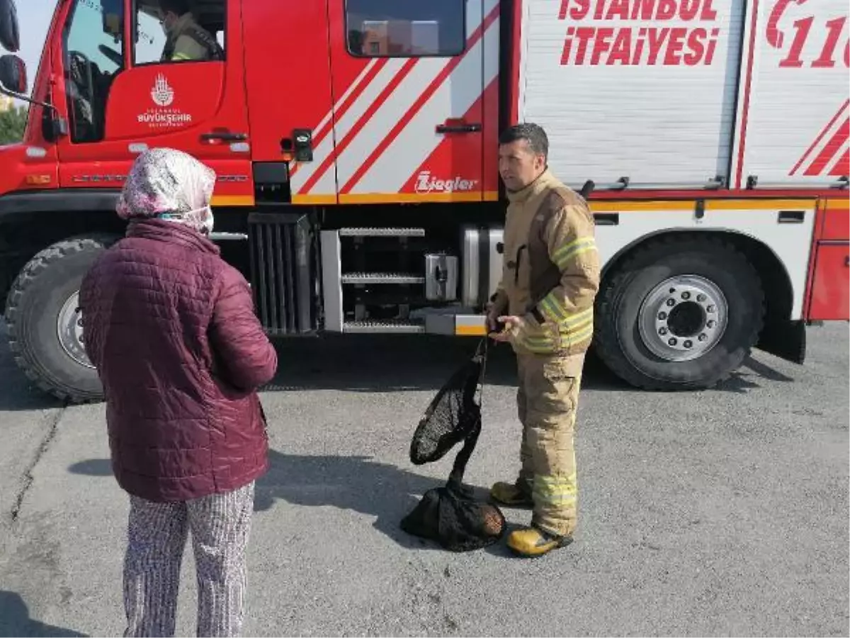 SİLİVRİ'DE DEREYE DÜŞEN KEDİYİ İTFAİYE KURTARDI