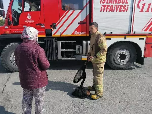 SİLİVRİ'DE DEREYE DÜŞEN KEDİYİ İTFAİYE KURTARDI SİLİVRİ'DE DEREYE DÜŞEN KEDİYİ İTFAİYE KURTARDI
