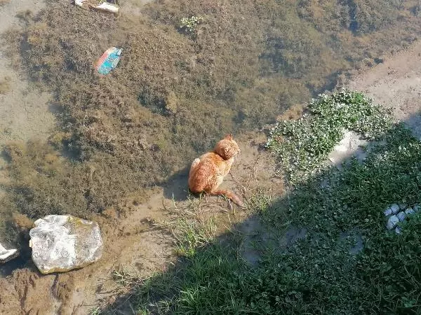 SİLİVRİ'DE DEREYE DÜŞEN KEDİYİ İTFAİYE KURTARDI SİLİVRİ'DE DEREYE DÜŞEN KEDİYİ İTFAİYE KURTARDI