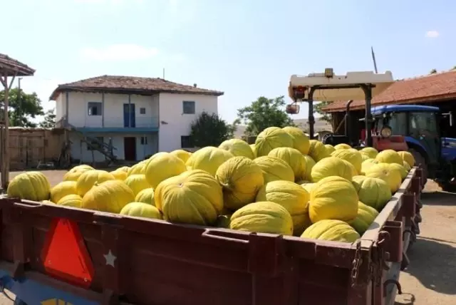 Son Dakika | Sungurlu'nun 10 dilim kavunu marka oluyor Son Dakika | Sungurlu'nun 10 dilim kavunu marka oluyor