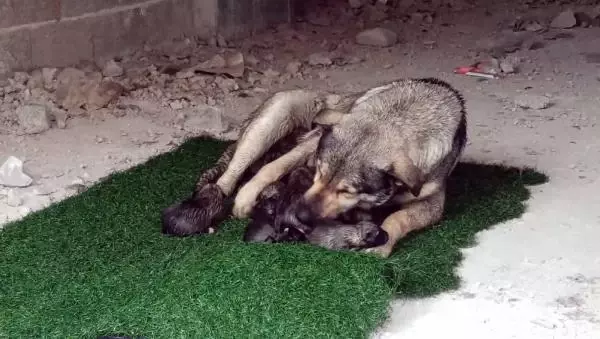 Yağmurlu havada doğum yapan köpek ile 10 yavrusuna mahalleli sahip çıktı Yağmurlu havada doğum yapan köpek ile 10 yavrusuna mahalleli sahip çıktı