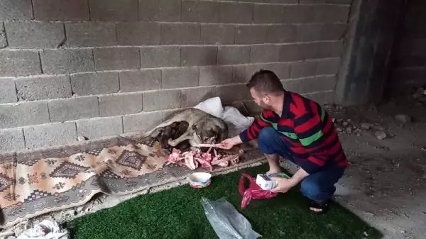 Yağmurlu havada doğum yapan köpek ile 10 yavrusuna mahalleli sahip çıktı Yağmurlu havada doğum yapan köpek ile 10 yavrusuna mahalleli sahip çıktı