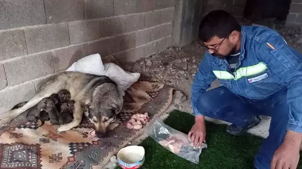 Yağmurlu havada doğum yapan köpek ile 10 yavrusuna mahalleli sahip çıktı Yağmurlu havada doğum yapan köpek ile 10 yavrusuna mahalleli sahip çıktı