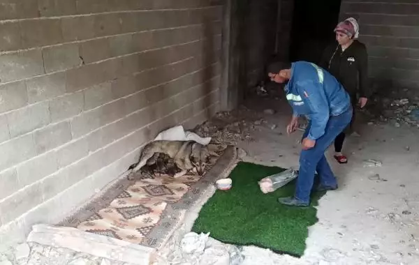 Yağmurlu havada doğum yapan köpek ile 10 yavrusuna mahalleli sahip çıktı Yağmurlu havada doğum yapan köpek ile 10 yavrusuna mahalleli sahip çıktı