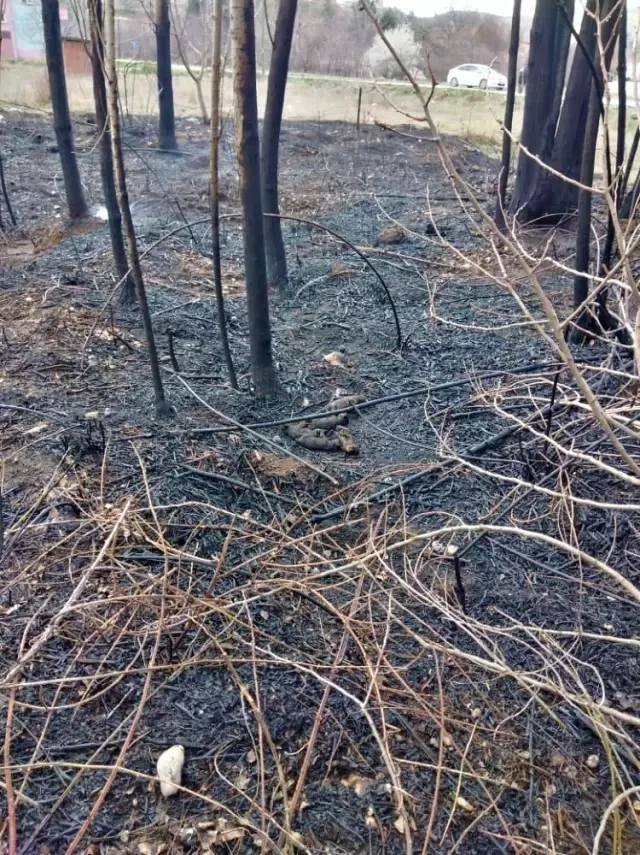 Son dakika! Amasya'da ağaçlık alandaki yangında 5 yavru köpek ve bir kaplumbağa telef oldu Son dakika! Amasya'da ağaçlık alandaki yangında 5 yavru köpek ve bir kaplumbağa telef oldu