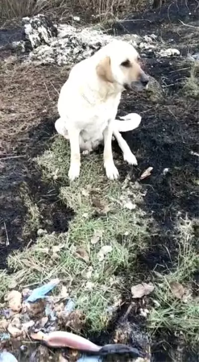 Son dakika! Amasya'da ağaçlık alandaki yangında 5 yavru köpek ve bir kaplumbağa telef oldu Son dakika! Amasya'da ağaçlık alandaki yangında 5 yavru köpek ve bir kaplumbağa telef oldu