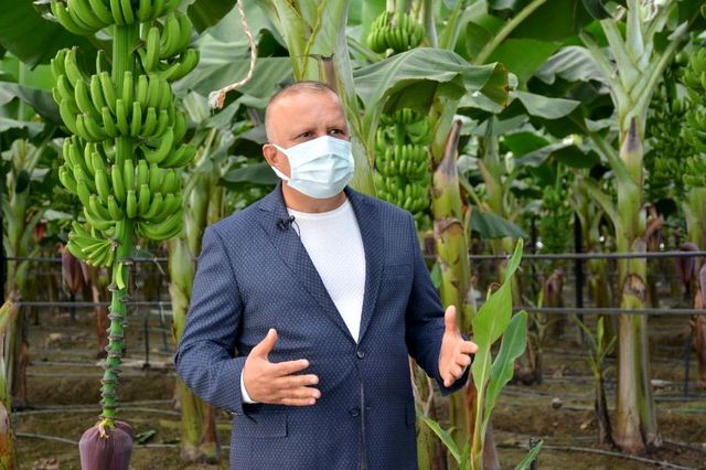 Antalya'da yılın ilk muz hasadı