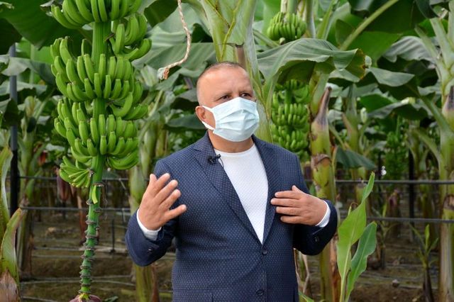 Antalya'da yılın ilk muz hasadı
