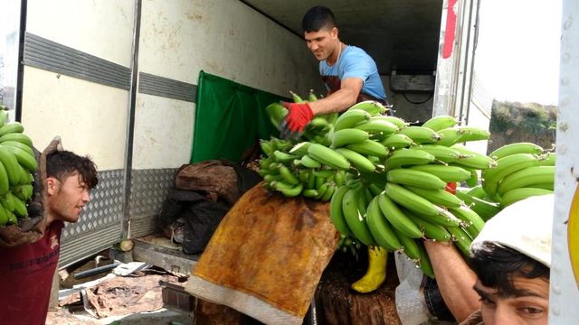 Antalya'da yılın ilk muz hasadı