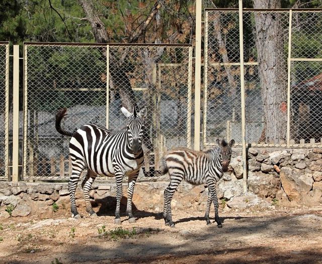 Antalya Hayvanat Bahçesi'nde yeni yavrular