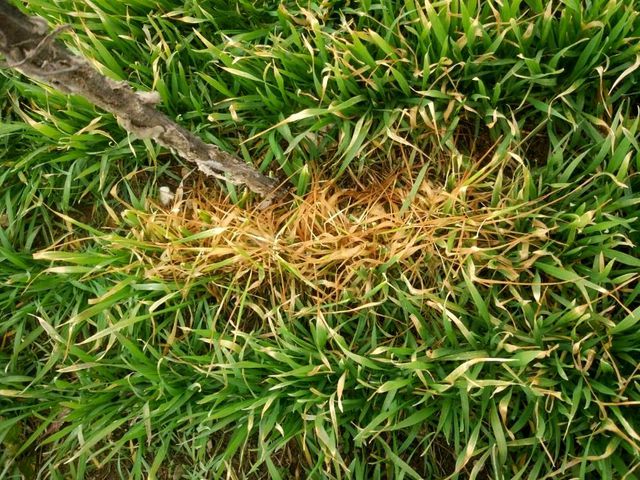 Ekili alanlara kontrol