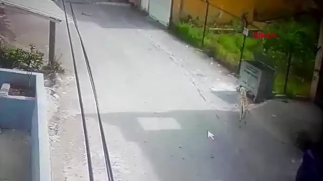 Sokak köpeğinin kediye saldırısı güvenlik kamerasında Sokak köpeğinin kediye saldırısı güvenlik kamerasında