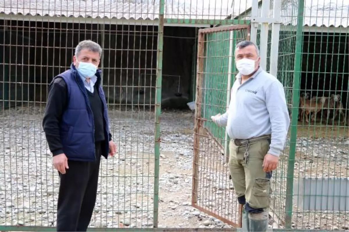 Hayvanat bahçesinden çalınıp yenen alageyiğin bakıcısı yaşananları anlattı