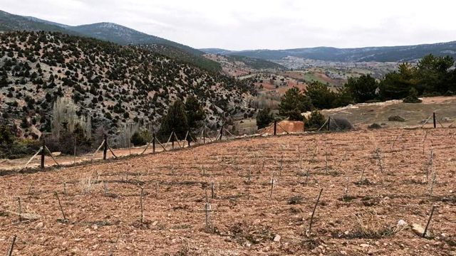 Hisarcık'ta goji berry'lerin gelişim ve durumları incelendi