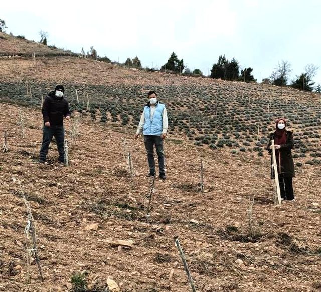Hisarcık'ta goji berry'lerin gelişim ve durumları incelendi
